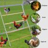 imageOutvita Chicken Coop Roosting Perch Farm Roost Toys for Chicks Chicken Toys for Coop Accessories for Backyard Poultry Easy to Assemble amp Clean55L x 40W